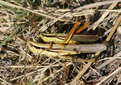 Mermiria bivittata; Two-striped Mermiria; mating pair