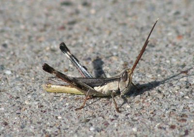 Acantherus piperatus; Slender Range Grasshopper; male