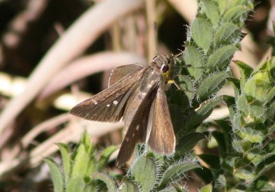 Lerodea eufala; Eufala Skipper