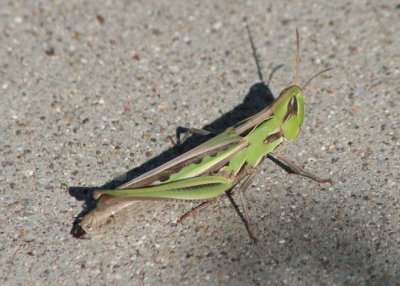 Syrbula montezuma; Montezuma's Grasshopper; female