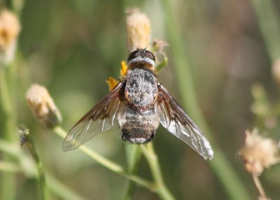 Paravilla Bee Fly species