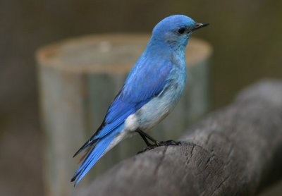 Mountain Bluebird; male