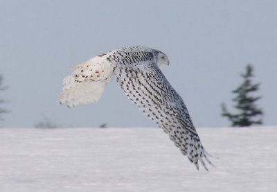 Snowy Owl; female