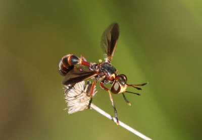 Physocephala Thick-headed Fly species