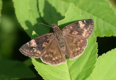 Erynnis horatius; Horace's Duskywing; female