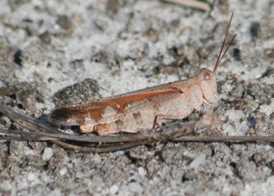 Spharagemon marmorata picta; Southern Marbled Grasshopper; female