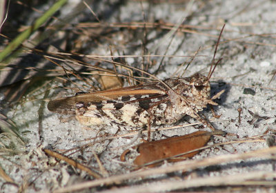 Pardalophora phoenicoptera; Orange-winged Grasshopper; male