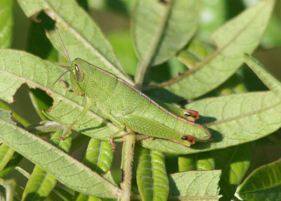 Aptenopedes aptera; Wingless Florida Grasshopper; female