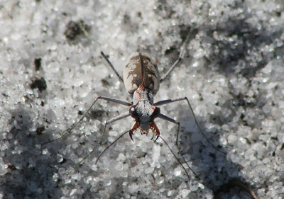 Ellipsoptera hirtilabris; Moustached Tiger Beetle