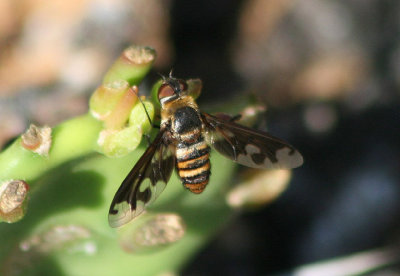 Exoprosopa fascipennis; Bee Fly species