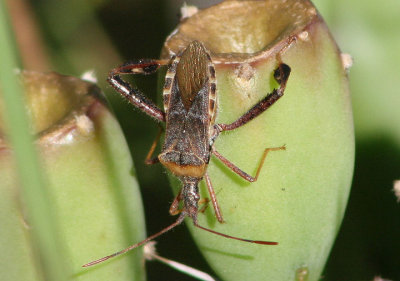Narnia femorata; Leaf-footed Bug species