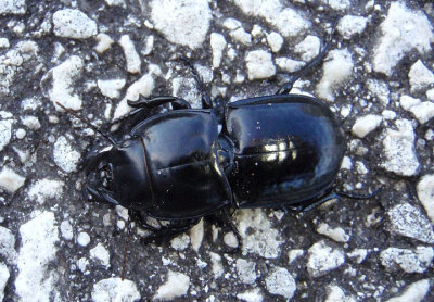 Pasimachus Ground Beetle species
