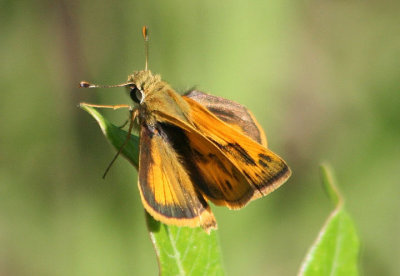 Polites vibex; Whirlabout; male