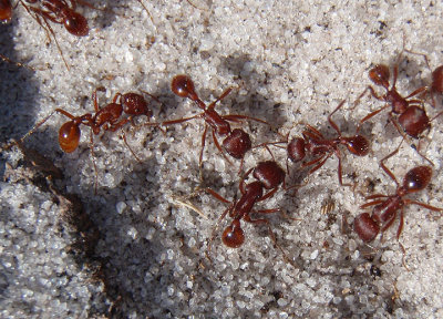 Pogonomyrmex badius; Florida Harvester Ants