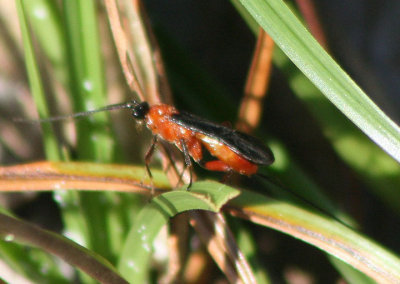 Alabagrus Braconid Wasp species; female