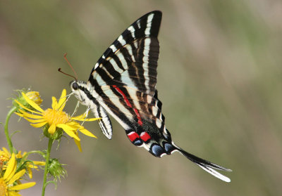 Eurytides marcellus; Zebra Swallowtail