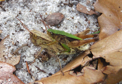 Dichromorpha viridis; Short-winged Green Grasshoppers; mating pair