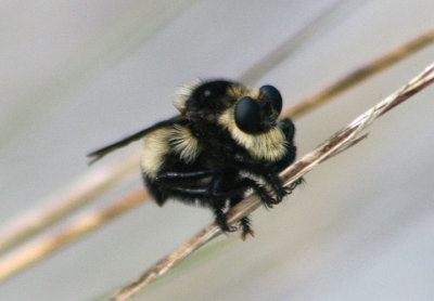 Mallophora orcina; Southern Bee Killer