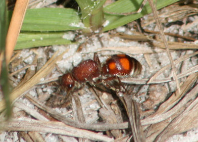 Dasymutilla quadriguttata; Velvet Ant species; female