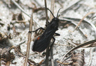 Dasymutilla Velvet Ant species; male