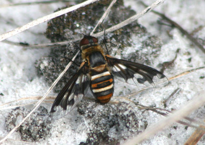 Exoprosopa fascipennis; Bee Fly species