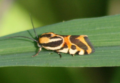 9126 - Spragueia onagrus; Black-dotted Spragueia Moth