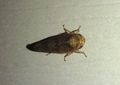 Paraphlepsius rossi; Leafhopper species