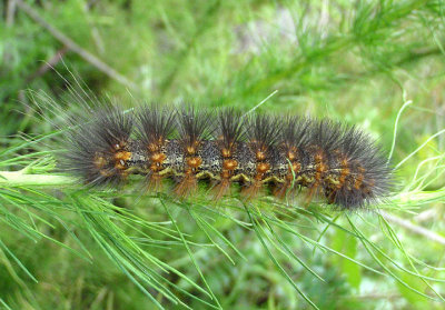 8131 - Estigmene acrea; Salt Marsh Moth caterpillar