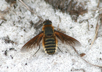Poecilanthrax lucifer; Bee Fly species