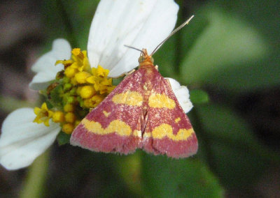 5069 - Pyrausta tyralis; Coffee-loving Pyrausta Moth