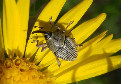 Geraeus Weevil species