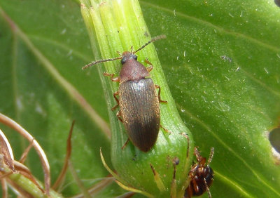 Hymenorus densus; Combclawed Beetle species