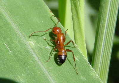 Camponotus snellingi; Carpenter Ant species