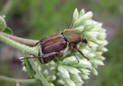 Trichiotinus rufobrunneus; Flower Chafer species