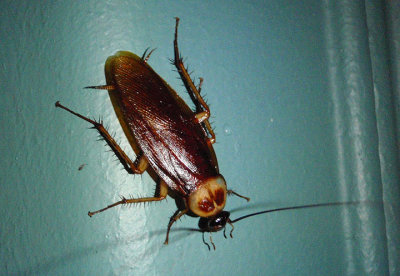 Periplaneta americana; American Cockroach; exotic