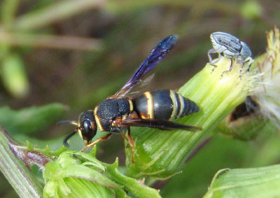 Euodynerus hidalgo; Mason Wasp species; male
