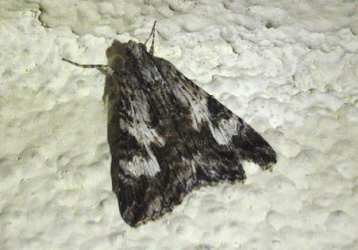 8607 - Melipotis jucunda; Merry Melipotis Moth
