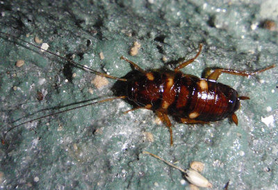 Periplaneta Cockroach species; nymph
