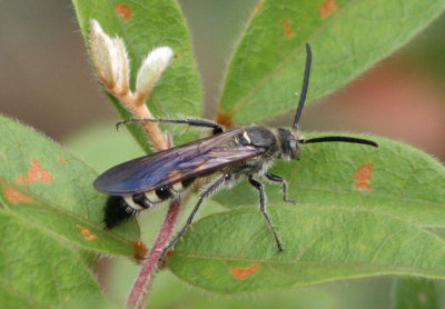 Campsomeris Scoliid Wasp species