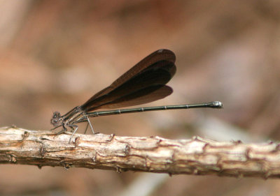 Argia fumipennis atra; Black Variable Dancer; female