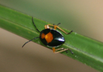 Largus Bodered Plant Bug species nymph