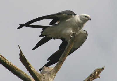 Swallow-tailed Kite