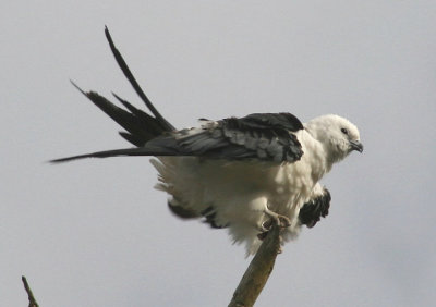 Swallow-tailed Kite