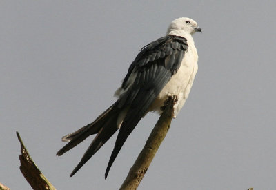 Swallow-tailed Kite