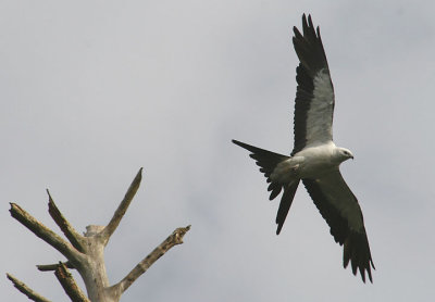 Swallow-tailed Kite