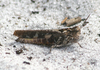 Chortophaga viridifasciata australior; Southern Green-striped Grasshopper; female