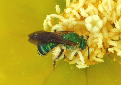 Agapostemon splendens; Sweat Bee species
