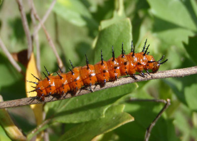 Agraulis vanillae; Gulf Fritillary caterpillar 