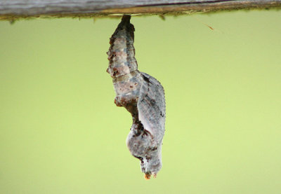 Agraulis vanillae; Gulf Fritillary chrysalis