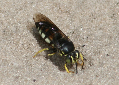 Bicyrtes quadrifasciatus; Four-banded Stink Bug Wasp